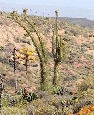 FOUQUIERIEACEAE - IDRIA (FOUQUIERIA) COLUMNARIS - COKE'S FIRST BOOJUM TREE - CIRIO - CATAVINA DESERT BAJA CALIFORNIA.JPG