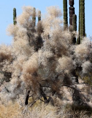 LEGUMINOSEAE - DALEA (PSOROTHAMNUS) SPINOSA - SMOKE TREE - BAHIA DE LOS ANGELES DESERT BAJA MEXICO.JPG