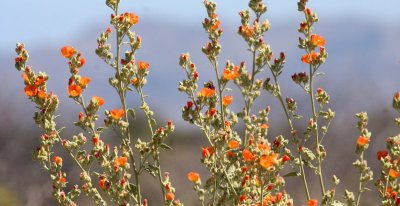 MALVACEAE - SPHAERALCEA AMBIGUA - DESERT MALLOW - CATAVINA DESERT BAJA MEXICO (2).JPG