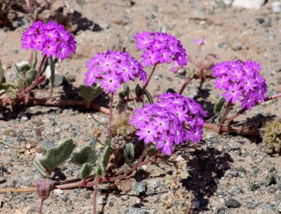 NYCTAGINACEAE - ABRONIA GRACILIS - SAND VERBENA - VIZCAINO BIOSPHERE RESERVE BAJA MEXICO (2).JPG