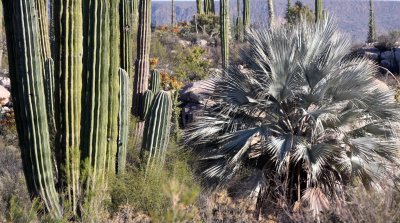 PALMACEAE - ERYTHEA ARMATA - BLUE FAN PALM - CATAVINA DESERT BAJA MEXICO (3).JPG