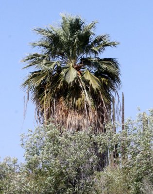 PALMACEAE - WASHINGTONIA FILIFERA - CALIFORNIA FAN PALM - CATAVINA BAJA MEXICO.JPG