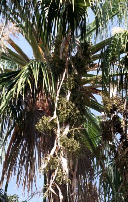 PALMACEAE - WASHINGTONIA ROBUSTA - MEXICAN FAN PALM - LORETO BAJA MEXICO.JPG