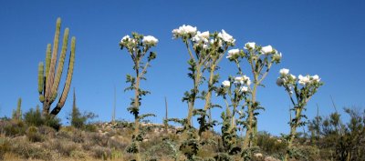 PAPAVERACEAE - ARGEMONE PLATYCERAS - PRICKLY POPPY - CATALINA DESERT BAJA MEXICO (2).JPG