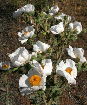 PAPAVERACEAE - ARGEMONE PLATYCERAS - PRICKLY POPPY - CATALINA DESERT BAJA MEXICO (3).JPG