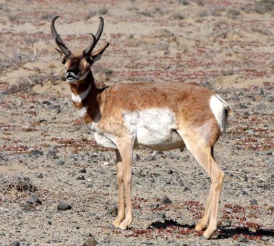 BOVID - PENINSULAR PRONGHORN ANTELOPE - VIZCAINO PRESERVE