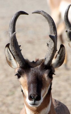 BOVID - PENINSULAR PRONGHORN ANTELOPE - VIZCAINO PRESERVE