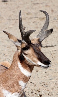 BOVID - PENINSULAR PRONGHORN ANTELOPE - VIZCAINO PRESERVE