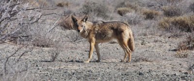 CANID - COYOTE - PENINSULAR COYOTE - VIZCAINO BIOSPHERE RESERVE BAJA MEXICO (14).JPG