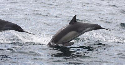 CETACEAN - LONG-BEAKED COMMON DOLPHIN - BAHIA DE LORETO