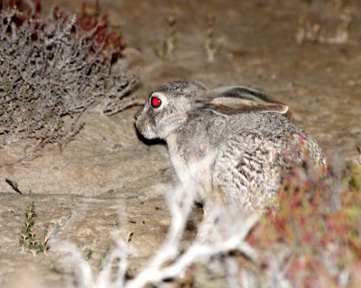 LAGOMORPHA - RABBIT - BLACK-TAILED JACKRABBIT - OJO DE LIEBRE LAGOON BAJA MEXICO.JPG