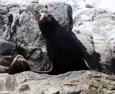 PINNIPED - SEA LION - CALIFORNIA SEA LION - ISLA CATALINA BAJA MEXICO (10).JPG