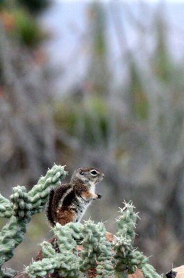 RODENTIA - SQUIRREL - GROUNDSQUIRREL - WHITE-TAILED ANTELOPE SQUIRREL - SAN IGNACIO DESERT BAJA MEXICO (21).JPG