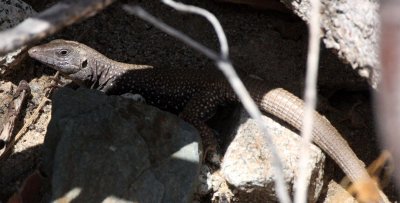 REPTILE - CATALINA ISLAND WHIPTAIL