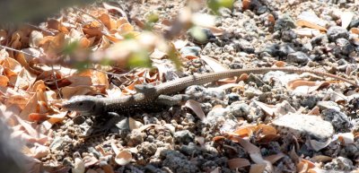 REPTILE - CATALINA ISLAND WHIPTAIL