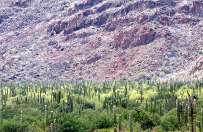 CARDON COMMUNITY - CORDON CACTUS DOMINANT COMMUNITY - ISLA SANTA CATALINA BAJA MEXICO (12).JPG