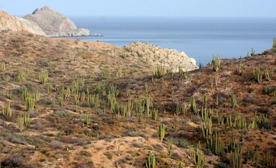 CARDON FOREST COMMUNITY - ISLA SANTA CATALINA BAJA MEXIO (2).JPG