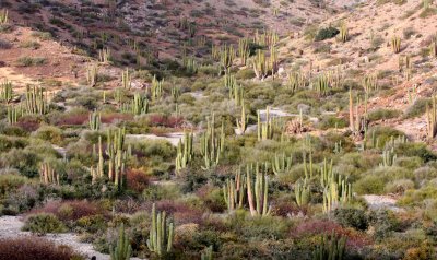 CARDON FOREST COMMUNITY - ISLA SANTA CATALINA BAJA MEXIO (3).JPG