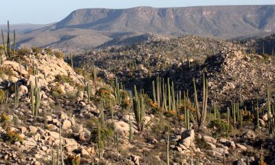 CATAVINA DESERT BAJA MEXICO - BOOJUM AND CARDON FOREST COMMUNITY (2).JPG