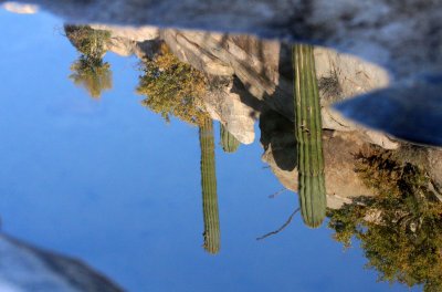 CATAVINA DESERT BAJA MEXICO - REFLECTIONS IN AN EPHEMERAL POND.JPG