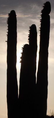 ISLA SANTA CATALINA BAJA MEXIO - SUNSET THROUGH THE CARDON (3).JPG