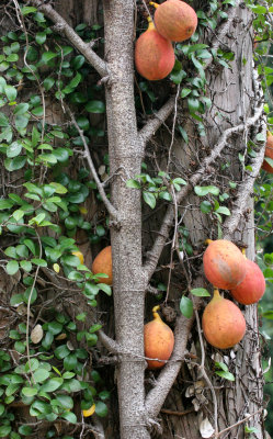 DANUM VALLEY - FICUS SPECIES - CLIMBING FICUS.JPG