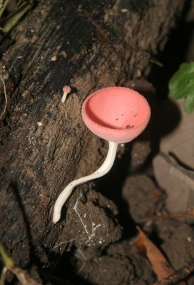 DANUM VALLEY BORNEO - CUP FUNGUS SPECIES (4).JPG