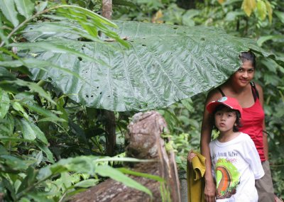 DANUM VALLEY BORNEO - ELEPHANT EAR PLANT.JPG