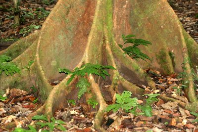 DANUM VALLEY BORNEO - FICUS SPECIES BUTTRESS ROOTS.JPG