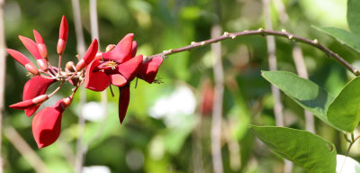 DANUM VALLEY BORNEO - FLOWER SPECIES.JPG