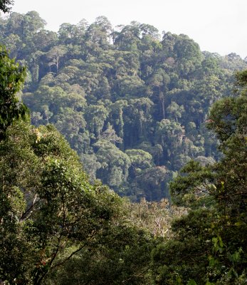 DANUM VALLEY BORNEO - FOREST GIANTS FROM CANOPY WALKWAY - BRL (2).JPG