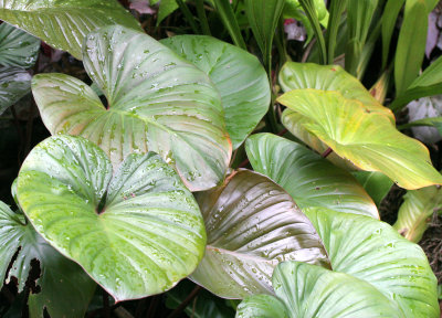 DANUM VALLEY BORNEO - FOREST PLANTS.JPG