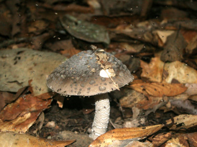 DANUM VALLEY BORNEO - FUNGUS SPECIES K (2).JPG