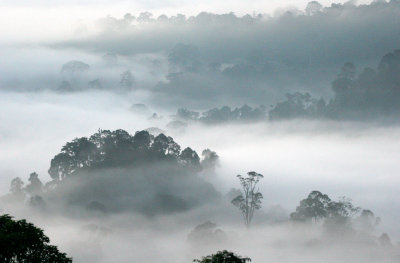 DANUM VALLEY BORNEO - SUNRISE OVER THE DANUM (35).JPG