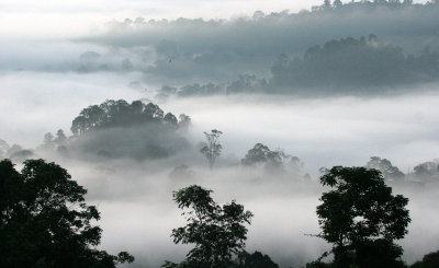 DANUM VALLEY BORNEO - SUNRISE OVER THE DANUM (37).JPG