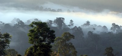 DANUM VALLEY BORNEO - SUNRISE OVER THE DANUM (48).JPG