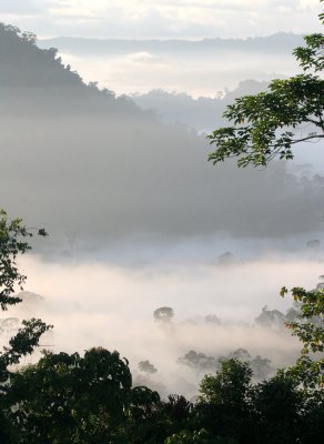 DANUM VALLEY BORNEO - SUNRISE OVER THE DANUM (52).JPG