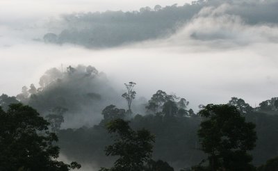 DANUM VALLEY BORNEO - SUNRISE OVER THE DANUM (53).JPG