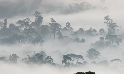 DANUM VALLEY BORNEO - SUNRISE OVER THE DANUM (73).JPG