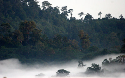 DANUM VALLEY BORNEO - SUNRISE OVER THE DANUM (75).JPG