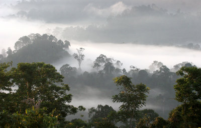 DANUM VALLEY BORNEO - SUNRISE OVER THE DANUM (80).JPG