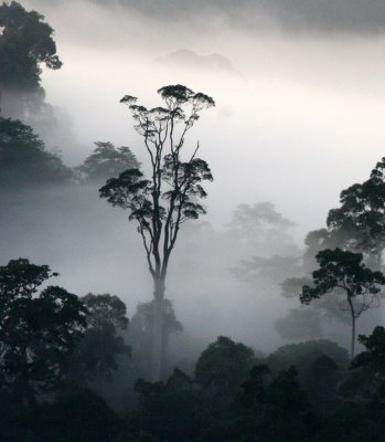 DANUM VALLEY BORNEO - SUNRISE OVER THE DANUM (81).JPG