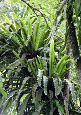 KINABATANGAN RIVER BORNEO - BIRD'S NEST FERN - ASPLENIUM NIDUS.JPG