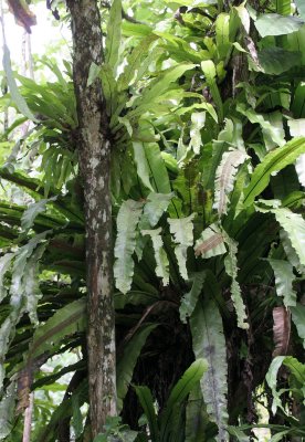 KINABATANGAN RIVER BORNEO - BIRD'S NEST FERN.JPG