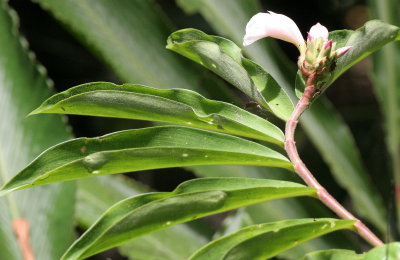 KINABATANGAN RIVER BORNEO - GINGER PLANT.JPG