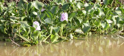 KINABATANGAN RIVER BORNEO - HYACINTH SPECIES.JPG