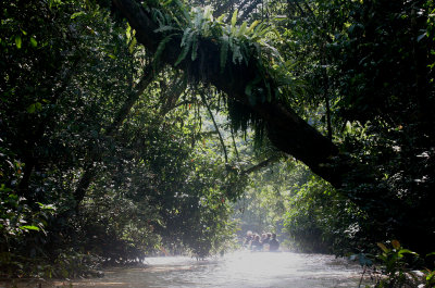 KINABATANGAN RIVER BORNEO - JUNGLE TREK.JPG