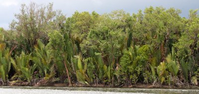 KINABATANGAN RIVER BORNEO - LI PALMS (4).JPG