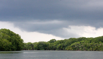 KINABATANGAN RIVER BORNEO - MANGROVE FORESTS (2).JPG