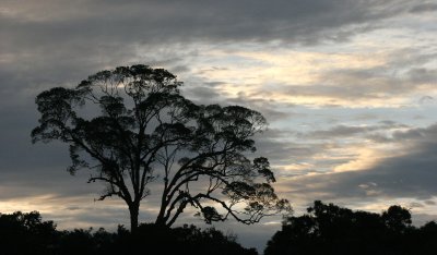 KINABATANGAN RIVER BORNEO - SUNSET SPECTACULAR (12).JPG